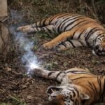 Two tigers found dead in MP's Shahdol, forest dept says probe underway
