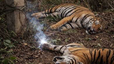 Two tigers found dead in MP's Shahdol, forest dept says probe underway