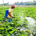 Area sown under rabi crop rises to 676.84 lakh hectares