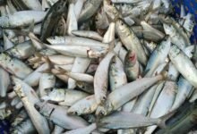 Meghalaya bans illegal import and sale of fish from Bangladesh