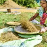 Wheat procurement in MP: Month-long Farmers’ registration at MSP from Feb 7