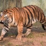 Search and rescue operation underway as tiger prowls near Rajahmundry in Andhra Pradesh