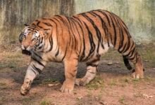 Search and rescue operation underway as tiger prowls near Rajahmundry in Andhra Pradesh