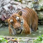 Tiger which terrorised villages in Andhra for six days captured