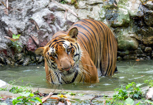 Tiger which terrorised villages in Andhra for six days captured