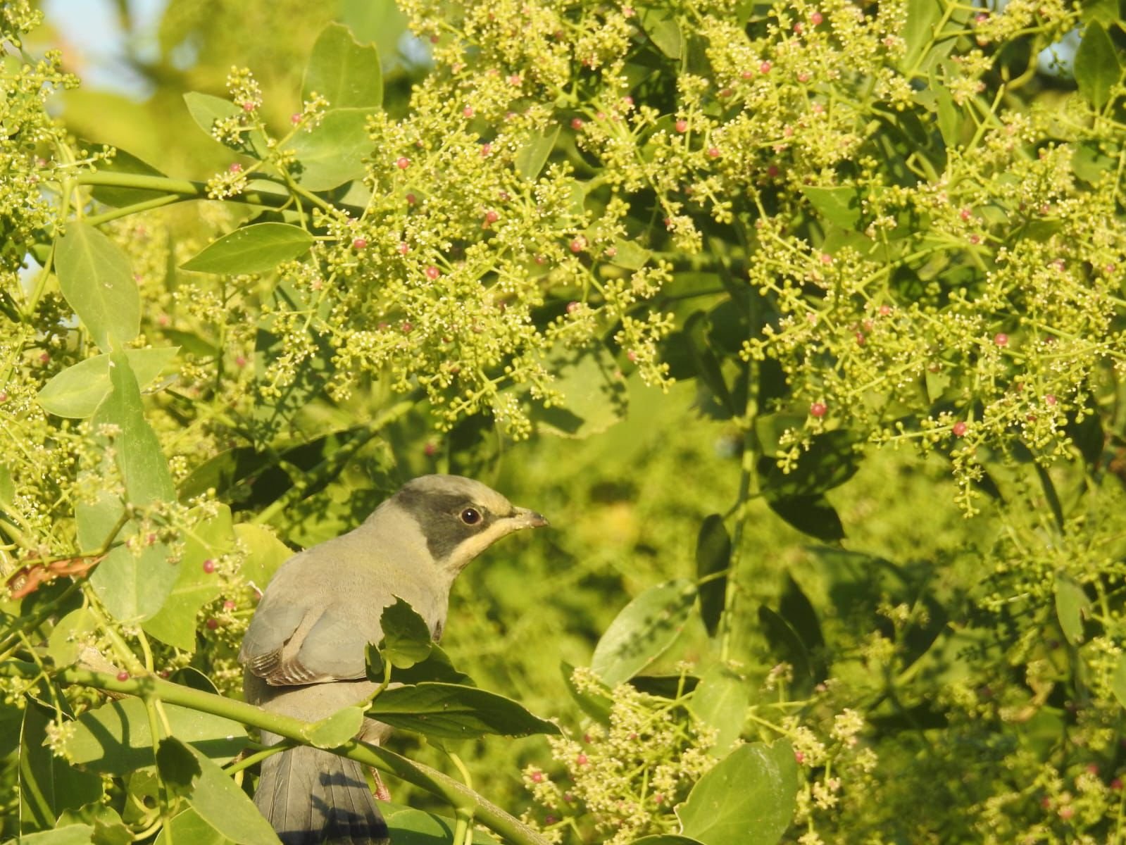 Gujarat: Grey Hypocolius attract global birdwatchers to Chhari-Dhandh