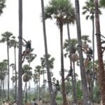 Palm climbers demand lifting of toddy ban in Tamil Nadu to protect livelihoods
