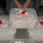 Gujarat: Second consignment of stolen silver recovered in Rajkot theft case, suspect in custody