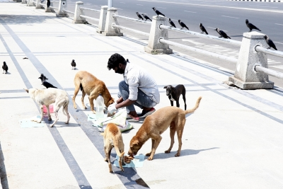 Tripura implements special measures to control stray dogs, roadside animals as per SC orders